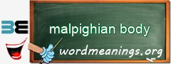 WordMeaning blackboard for malpighian body